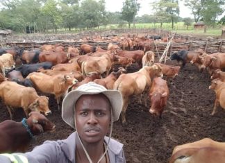 L’éléveur Nduna Zembe vise les 10.000 têtes de bœufs d’ici 2023