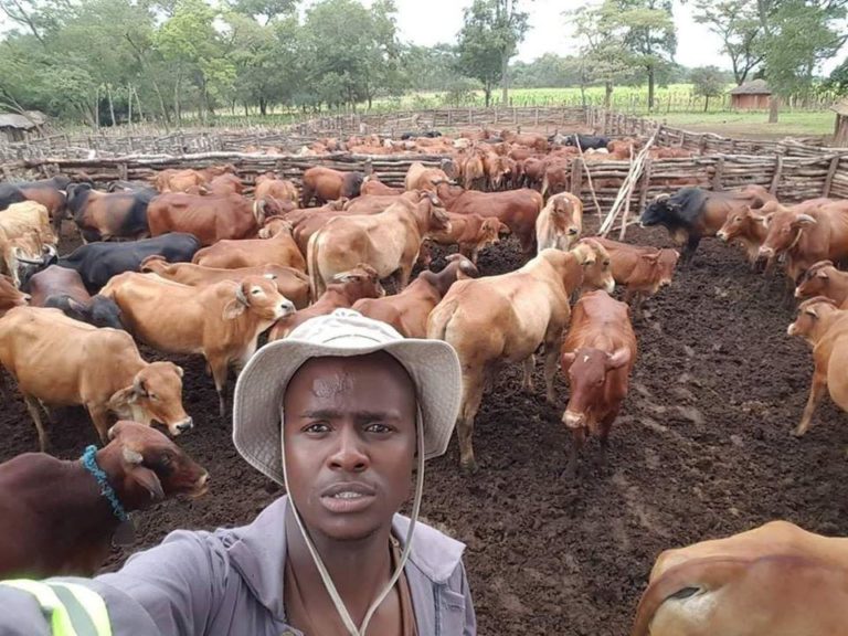 L’éléveur Nduna Zembe vise les 10.000 têtes de bœufs d’ici 2023